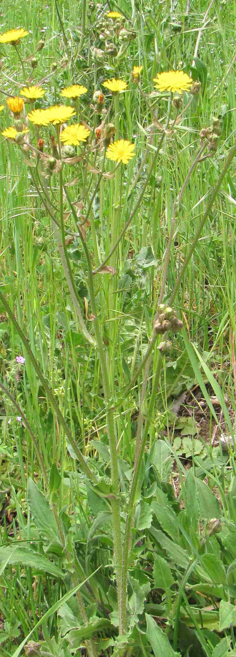 Crepis vesicaria